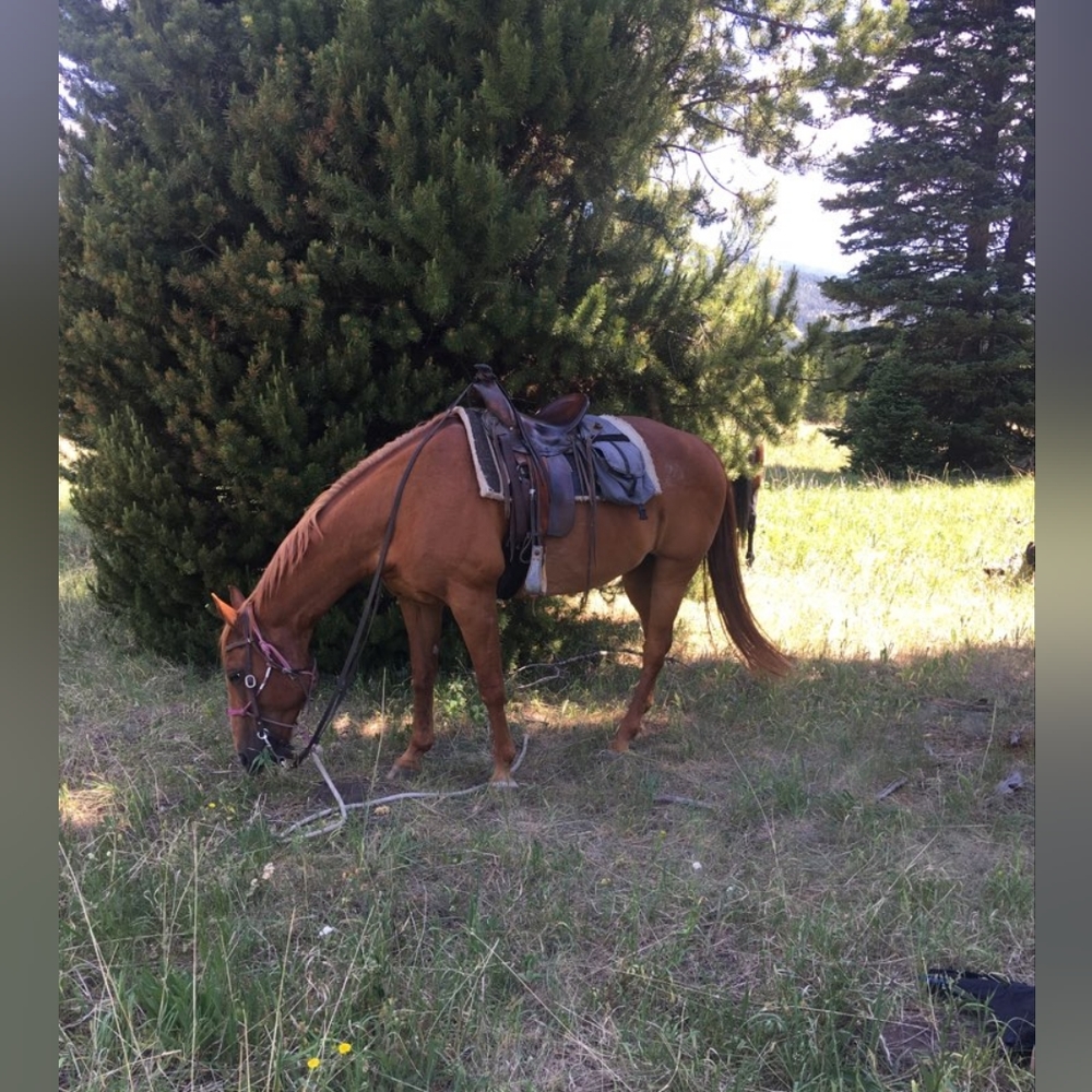 Meet your Posher, Jennie
